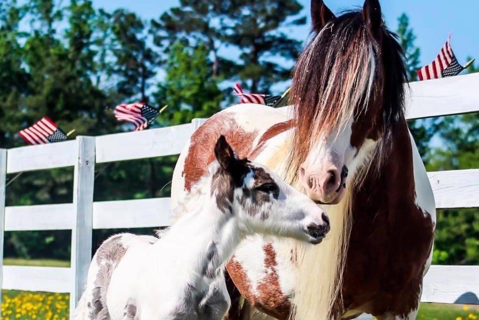 Reproduction Darlington, SC